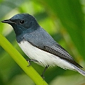 Leaden Flycatcher<br />Canon 6D + EF400 F5.6L